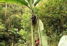 Choáng khi phát hiện cân nặng của những quả to nhất thế giới