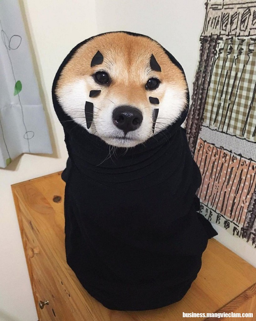 Chú chó Shiba Inu Ryuji thành thánh biểu cảm nhờ loạt ảnh bá đạo này! -  Japan.net.vn